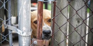 Tierschutz Freiwilligenarbeit im Ausland