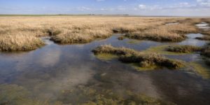 FÖJ - Vom Regenwald ans Wattenmeer