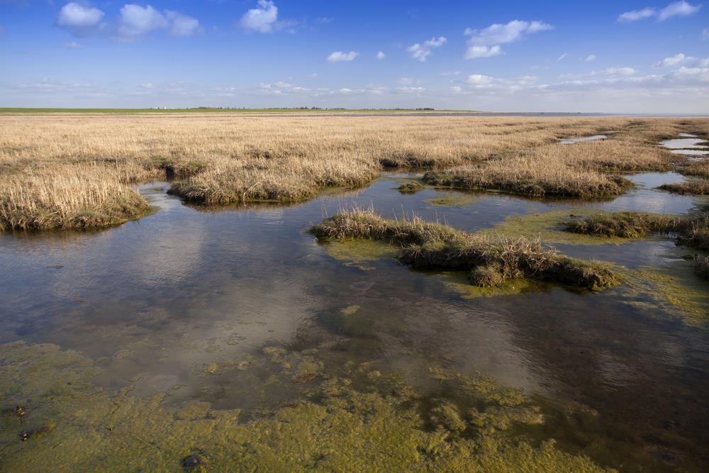 FÖJ - Vom Regenwald ans Wattenmeer