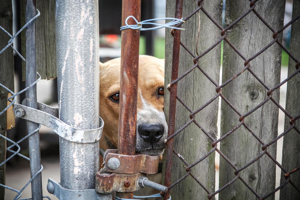 Tierschutz Freiwilligenarbeit im Ausland ⋆ karriere101 Dein MatchMaker